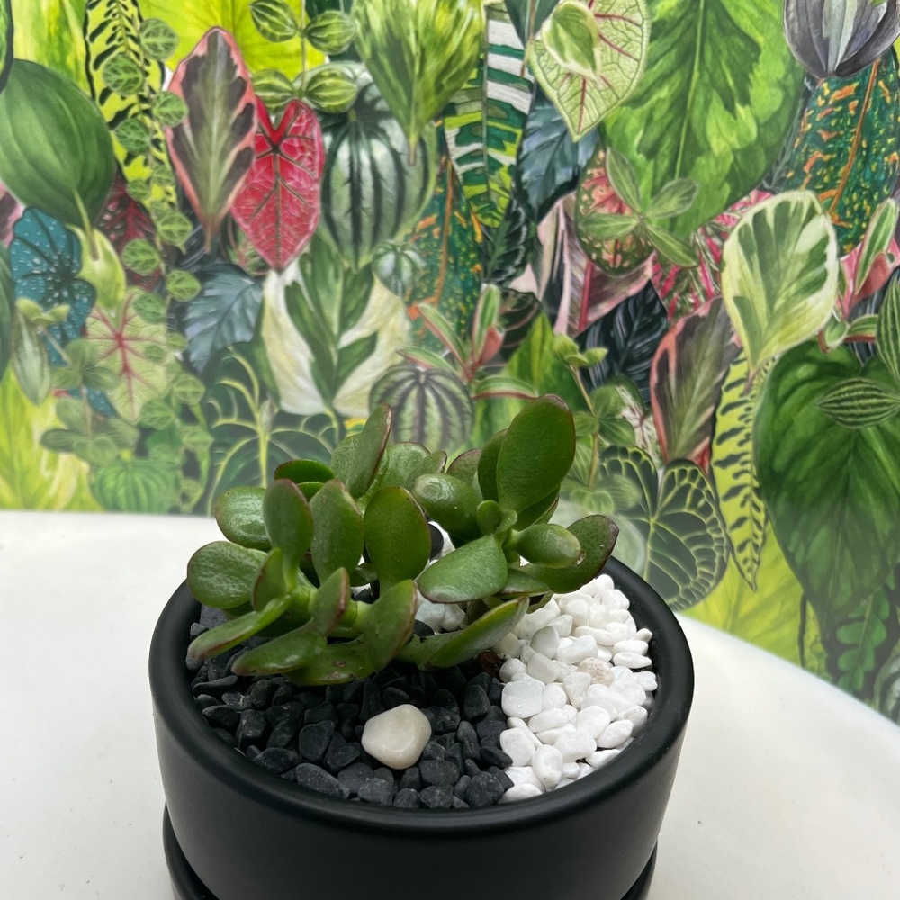 Meet your Posher, Cassandra